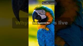 Top 5 Amazing Facts About Parrots  Amazing Facts  Facts In English facts parrots shorts [upl. by Semele980]