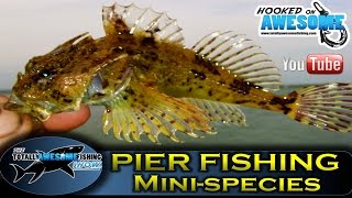 Pier fishing for beginners  MINISPECIES  TAFishing Show [upl. by Franz]