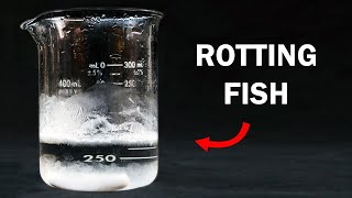 Making Trimethylamine  The Stench of Rotting Fish [upl. by Aicnarf681]