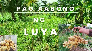 Pag aabono ng luya applying fertilizer ginger luya [upl. by Tdnaltroc509]