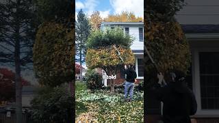 This Guy Was HEATED tree trimming grassmastermatt shorts [upl. by Shanahan202]