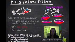 Fixed Action Patterns amp Supernormal Stimuli [upl. by Ingram775]