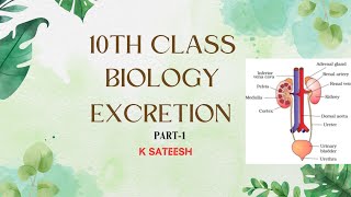 Excretion Part 1satyaravali [upl. by Aisan]