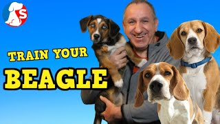 How To Train A BEAGLE To Listen amp Behave [upl. by Faso]