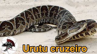 Urutu cruzeiro a serpente brasileira mais perigosa  Biólogo das Serpentes  Biólogo Henrique [upl. by Telracs]