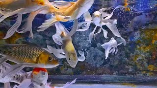 RELAXING WATER SOUND  THE BEAUTIFUL OF FISH IN THE AQUARIUM COLOUR FISH [upl. by Airamana]