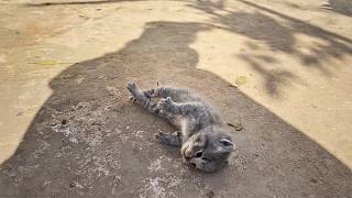 The kitten lay stiff from breathing difficulties until a young man found him and performed CPR❤️ [upl. by Acinonrev456]