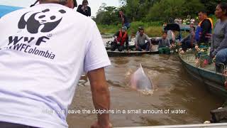 Tagging river dolphins in Colombia will boost conservation efforts [upl. by Mathews]