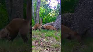 Foxes Fighting for Dominance fox redfox animals subscribe [upl. by Spancake]