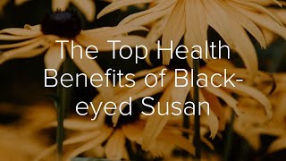 Top Health Benefits of Black eyed Susan [upl. by Aliakam]