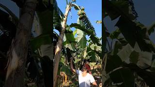 How to harvesting are banana ep 329 Short trending viral banana food agro 🍌🍌 [upl. by Otilegna]