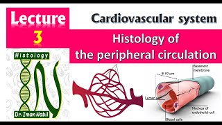 3Histology of Peripheral circulationCapillaries AV shuntamp Lymph systemCardiovascular system [upl. by Chapin]