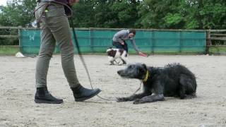 Walter  Deerhound Puppy  3 Week Residential Dog Training [upl. by Cherin]