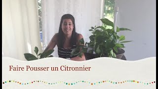 Faire Pousser un Citronnier [upl. by Anoel]