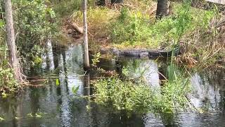 Alligator at Jonathan Dickinson State Park [upl. by Suolekcin]