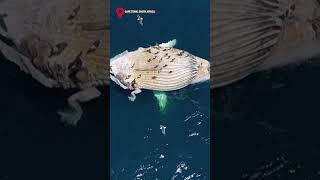 Dead Humpback Whale Towed in South Africa  The Express Tribune [upl. by Akinihs]