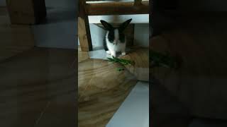 Eating my favourite 🌿 rabbit cute bunny pets animal cutebaby [upl. by Rosanna]