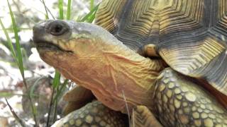 Astrochelys yniphora in natura  tartaclubitaliait [upl. by Carolynn]