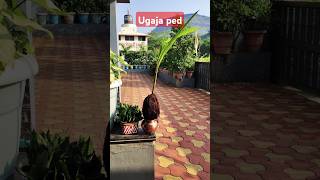 trendingshortsshortsfeedgardeningplantsgardencoconutcoconutplantcoconutplantation ytshorts [upl. by Ylimme]