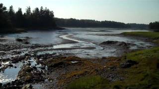 Low Tide on Sipps Bay with Tidepool Tim [upl. by Musser]