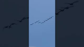 Common Pipistrelle Bat And Roosting Canada Geese birds avian nature bats [upl. by Nekciv]