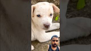 Puppies Rescue With Maggots 🥲shorts dog animal puppy rescue [upl. by Marjory]