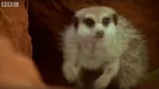 Adorable Baby Meerkats Explore The Wild  BBC Wildlife [upl. by Adena467]