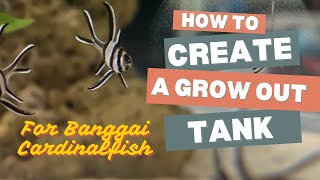 How to Create A Grow Out Tank for Banggai Cardinalfish Fry [upl. by Ettenav]