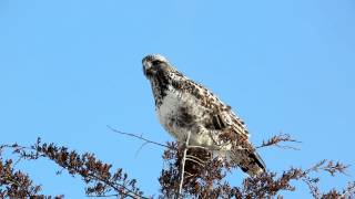 Roughlegged Hawk Roughlegged Buzzard  Buteo lagopus  HD [upl. by Chellman]