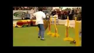 Digga Digga Dog Agility [upl. by Rebecca]