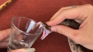 The Effect Of Snake Venom On Blood [upl. by Carrew]