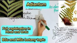 AdiantumSporophyteGametophyBsc and MSc botany topic [upl. by Hsaka]