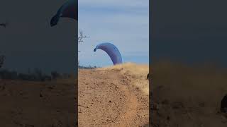 Bidwell Park hiking and Chico california [upl. by Acimad573]