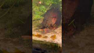 Gold laser Corydora babies in 3 species community aquariumfish corydoras [upl. by Enneibaf468]