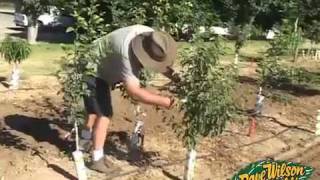 Backyard Orchard Demo  First Summer Pruning [upl. by Zeitler]