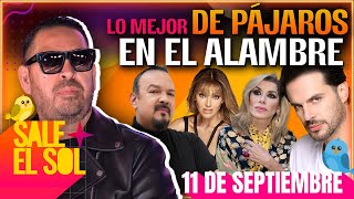 Matute Pepe Aguilar Anahí Mark Tacher  Lo Mejor de Pájaros en el Alambre  Sale el Sol [upl. by Donahoe]