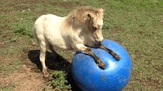 FUNNIEST Pet Fails 🤣 😂  Best Compilation 2023 [upl. by Aitnecserc584]