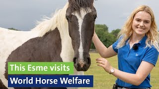 This Esme visits World Horse Welfare Hall Farm Norfolk [upl. by Ecnerrot]