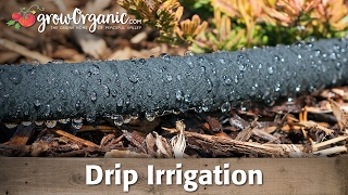 Using Drip Irrigation to Save Water in Your Garden [upl. by Lennod938]