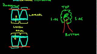 The Basolateral Membrane  Clearing up the confusion [upl. by Lohrman]