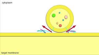 Vesicle Fusion Membrane Docking and Cargo Release [upl. by Asyen536]