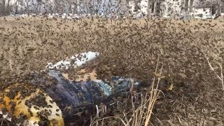 Open Dry Feeding Honey Bees terrific activity around the feeders today  April 15 2019 [upl. by Ayian257]