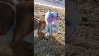 bulldog bulldogfunny chinesecrested chinesecresteddog dogsoftiktok dog bulldogslife dogs [upl. by Reeve]