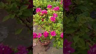 21 jewel pink bougainvillea Jarif gardening [upl. by Cordalia245]