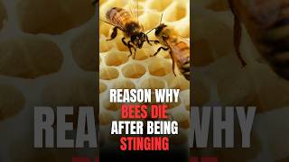 Why Do Honey Bees Die After Stinging 🐝 [upl. by Orville]