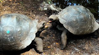 Fighting Tortoises amp The Tree of Life Disneys Animal Kingdom [upl. by Enilrem791]