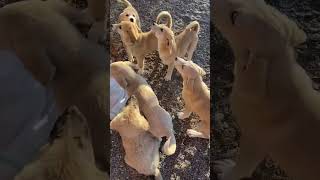 Feeding my 8 Kangal puppies 😳 [upl. by Duston]