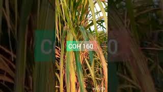 new sugarcane variety COH 160 GLfarming sugarcane shorts [upl. by Laius]