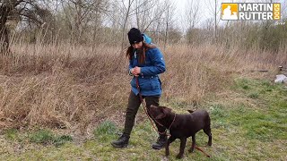 Hundetraining  Leinenführigkeit  quotSchadequot – Übung [upl. by Hedvig]