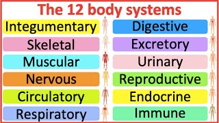 12 Organ Systems  Roles amp functions  Easy science lesson [upl. by Mani]